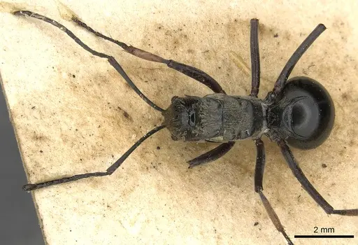 Polyrhachis labella specimen CASENT0901843 image casent0901843_2