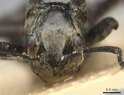 Polyrhachis labella specimen CASENT0901843 image casent0901843_3