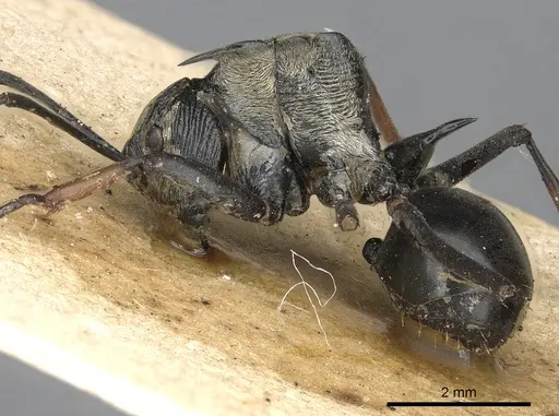 Polyrhachis labella specimen CASENT0901843 image casent0901843_4
