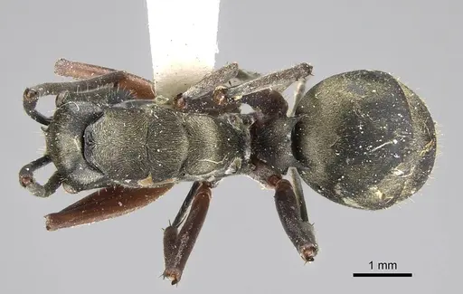 Polyrhachis labella specimen CASENT0919908 image casent0919908_1