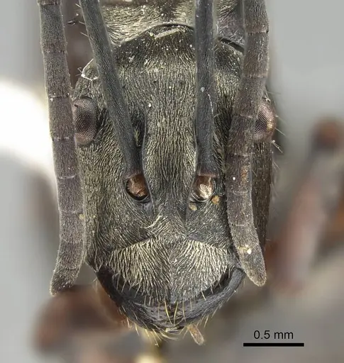 Polyrhachis labella specimen CASENT0919908 image casent0919908_2