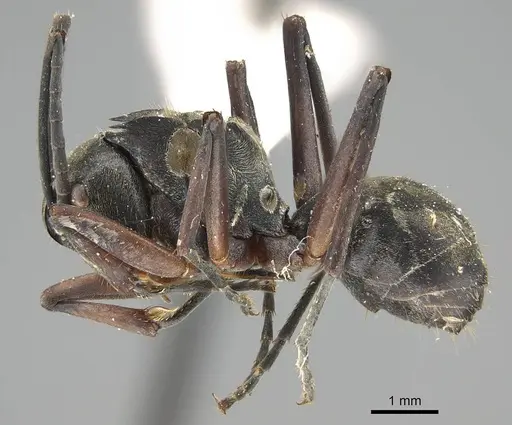 Polyrhachis labella specimen CASENT0919908 image casent0919908_3