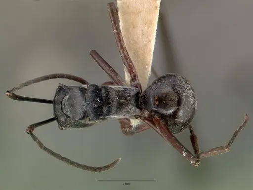 Polyrhachis labella specimen CASTYPE05028 image castype05028_1