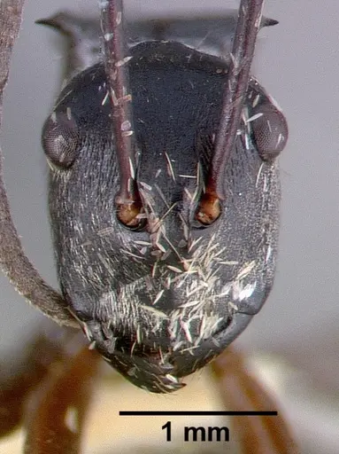 Polyrhachis labella specimen CASTYPE05028 image castype05028_2