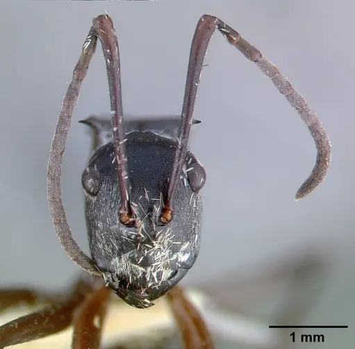 Polyrhachis labella specimen CASTYPE05028 image castype05028_3