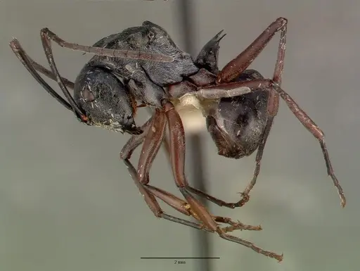 Polyrhachis labella specimen CASTYPE05028 image castype05028_4
