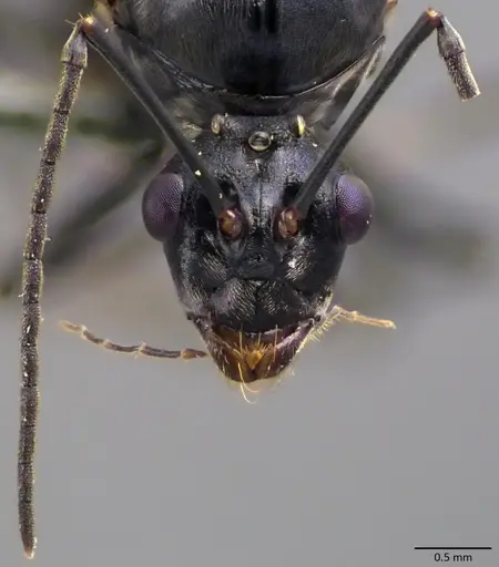 Polyrhachis laboriosa specimen ANTWEB1060028 image antweb1060028_3