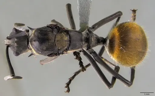 Polyrhachis laboriosa specimen ANTWEB1060030 image antweb1060030_1