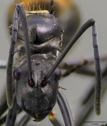 Polyrhachis laboriosa specimen ANTWEB1060030 image antweb1060030_2