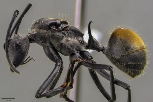 Polyrhachis laboriosa specimen ANTWEB1060030 image antweb1060030_3