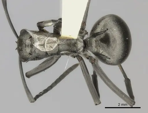 Polyrhachis laboriosa specimen CASENT0217777 image casent0217777_1