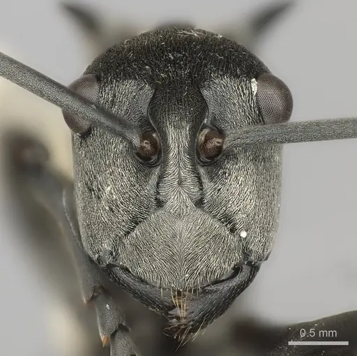 Polyrhachis laboriosa specimen CASENT0217777 image casent0217777_2