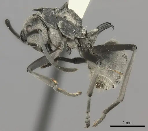 Polyrhachis laboriosa specimen CASENT0217777 image casent0217777_3