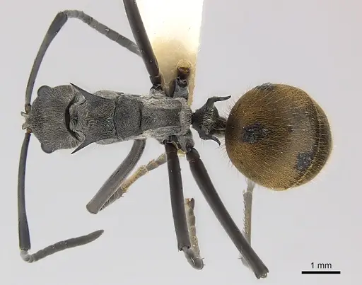 Polyrhachis laboriosa specimen CASENT0227565 image casent0227565_1