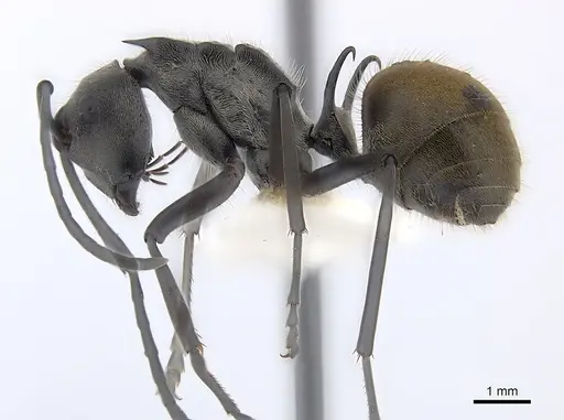 Polyrhachis laboriosa specimen CASENT0227565 image casent0227565_3