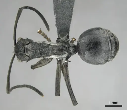 Polyrhachis laboriosa specimen CASENT0250042 image casent0250042_1