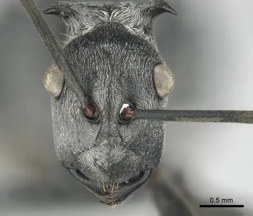 Polyrhachis laboriosa specimen CASENT0250042 image casent0250042_2
