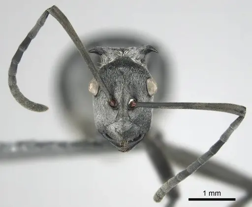 Polyrhachis laboriosa specimen CASENT0250042 image casent0250042_3
