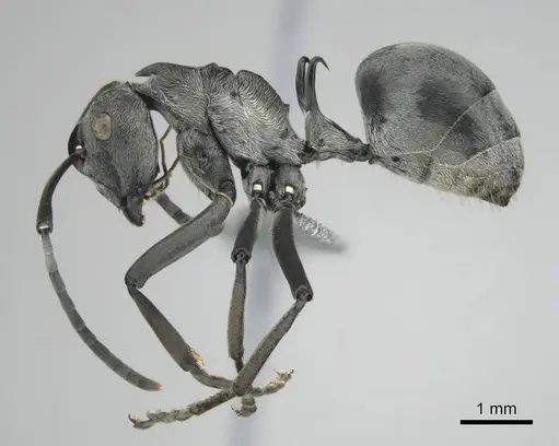 Polyrhachis laboriosa specimen CASENT0250042 image casent0250042_4