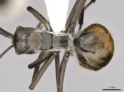 Polyrhachis laboriosa specimen CASENT0281447 image casent0281447_1