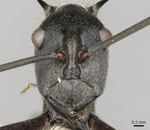 Polyrhachis laboriosa specimen CASENT0281447 image casent0281447_2