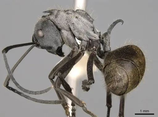 Polyrhachis laboriosa specimen CASENT0281447 image casent0281447_3