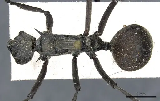 Polyrhachis laboriosa specimen CASENT0903454 image casent0903454_1