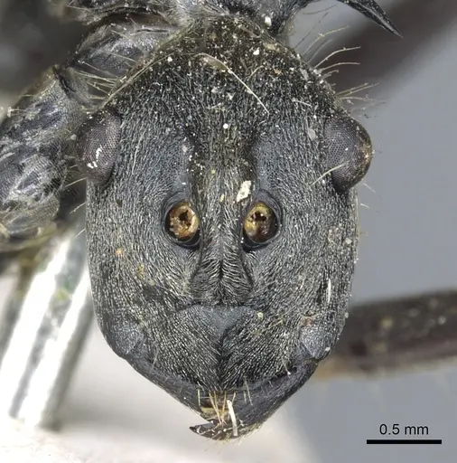 Polyrhachis laboriosa specimen CASENT0903454 image casent0903454_2