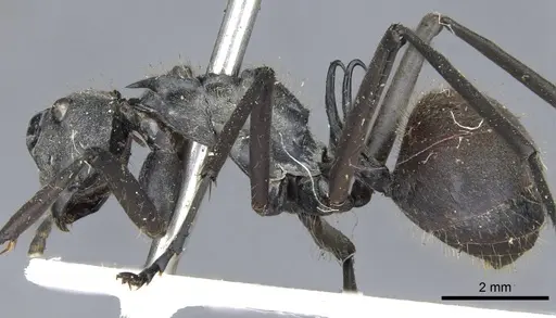 Polyrhachis laboriosa specimen CASENT0903454 image casent0903454_3