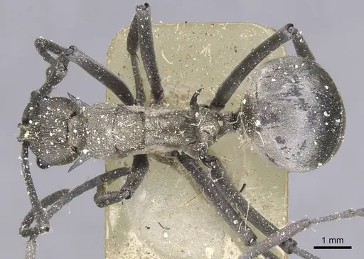 Polyrhachis laboriosa specimen CASENT0912124 image casent0912124_1