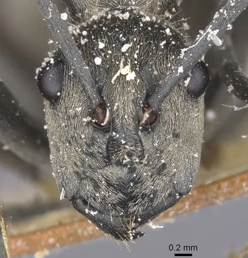 Polyrhachis laboriosa specimen CASENT0912124 image casent0912124_2