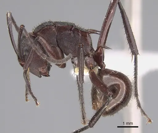 Polyrhachis lachesis specimen CASENT0887788 image casent0887788_1