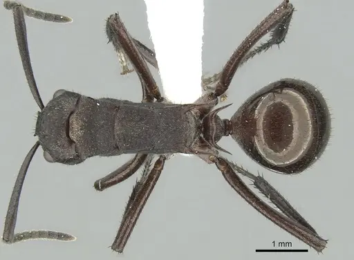 Polyrhachis lachesis specimen CASENT0906593 image casent0906593_1