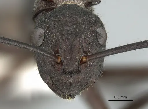 Polyrhachis lachesis specimen CASENT0906593 image casent0906593_2