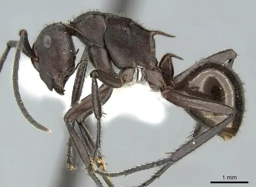 Polyrhachis lachesis specimen CASENT0906593 image casent0906593_3