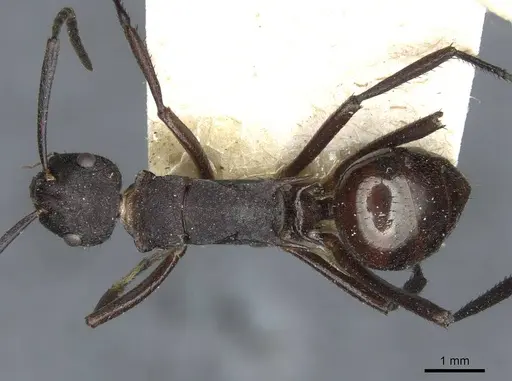 Polyrhachis lachesis specimen CASENT0910805 image casent0910805_1