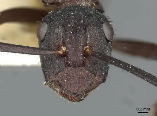 Polyrhachis lachesis specimen CASENT0910805 image casent0910805_2