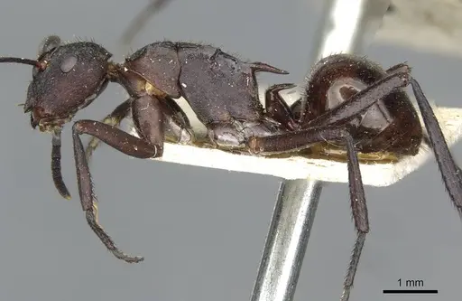 Polyrhachis lachesis specimen CASENT0910805 image casent0910805_3