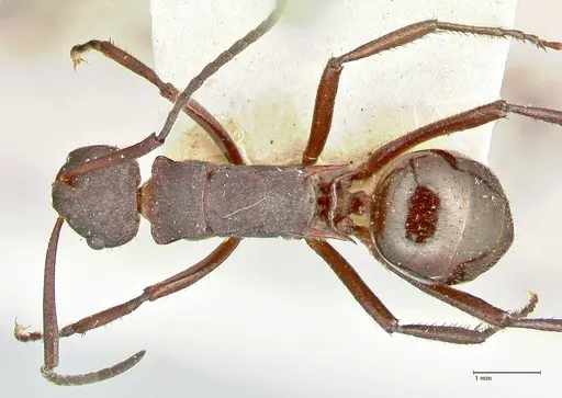 Polyrhachis lachesis specimen FOCOL2590 image focol2590_1