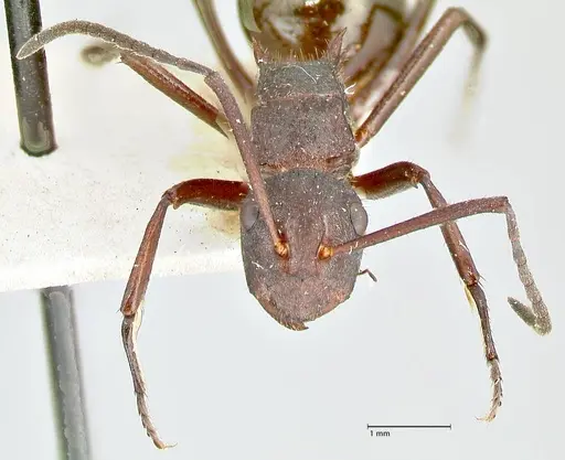 Polyrhachis lachesis specimen FOCOL2590 image focol2590_2