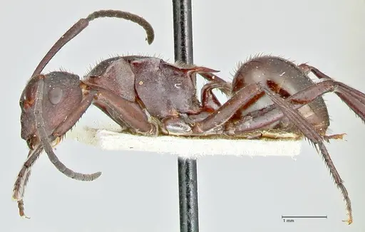 Polyrhachis lachesis specimen FOCOL2590 image focol2590_3