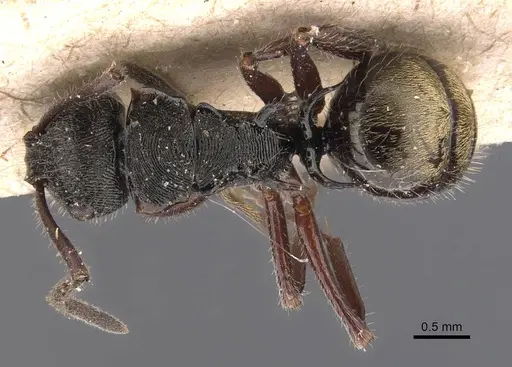 Polyrhachis laciniata specimen CASENT0905587 image casent0905587_1