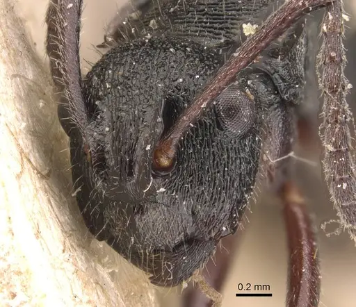 Polyrhachis laciniata specimen CASENT0905587 image casent0905587_2