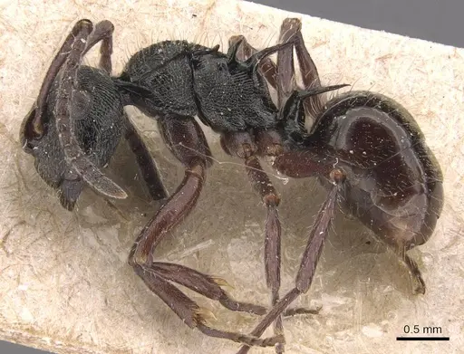Polyrhachis laciniata specimen CASENT0905587 image casent0905587_3