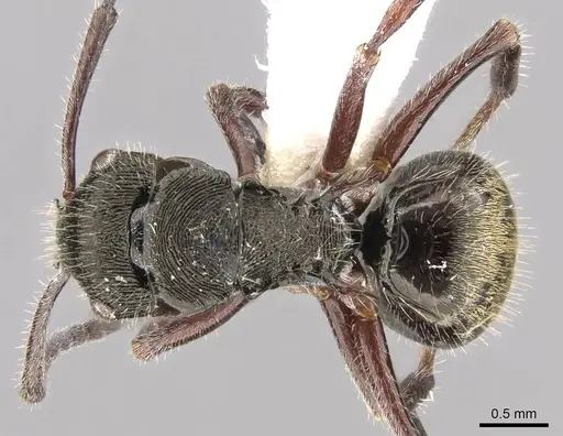 Polyrhachis laciniata specimen CASENT0906743 image casent0906743_1