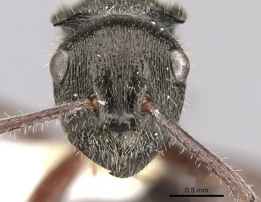 Polyrhachis laciniata specimen CASENT0906743 image casent0906743_2