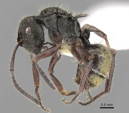 Polyrhachis laciniata specimen CASENT0906743 image casent0906743_3