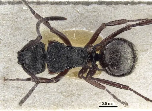 Polyrhachis laciniata specimen CASENT0916643 image casent0916643_1