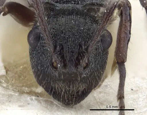 Polyrhachis laciniata specimen CASENT0916643 image casent0916643_2