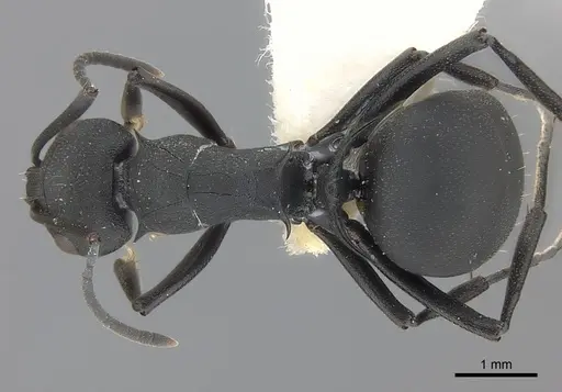 Polyrhachis lacteipennis specimen CASENT0227531 image casent0227531_1